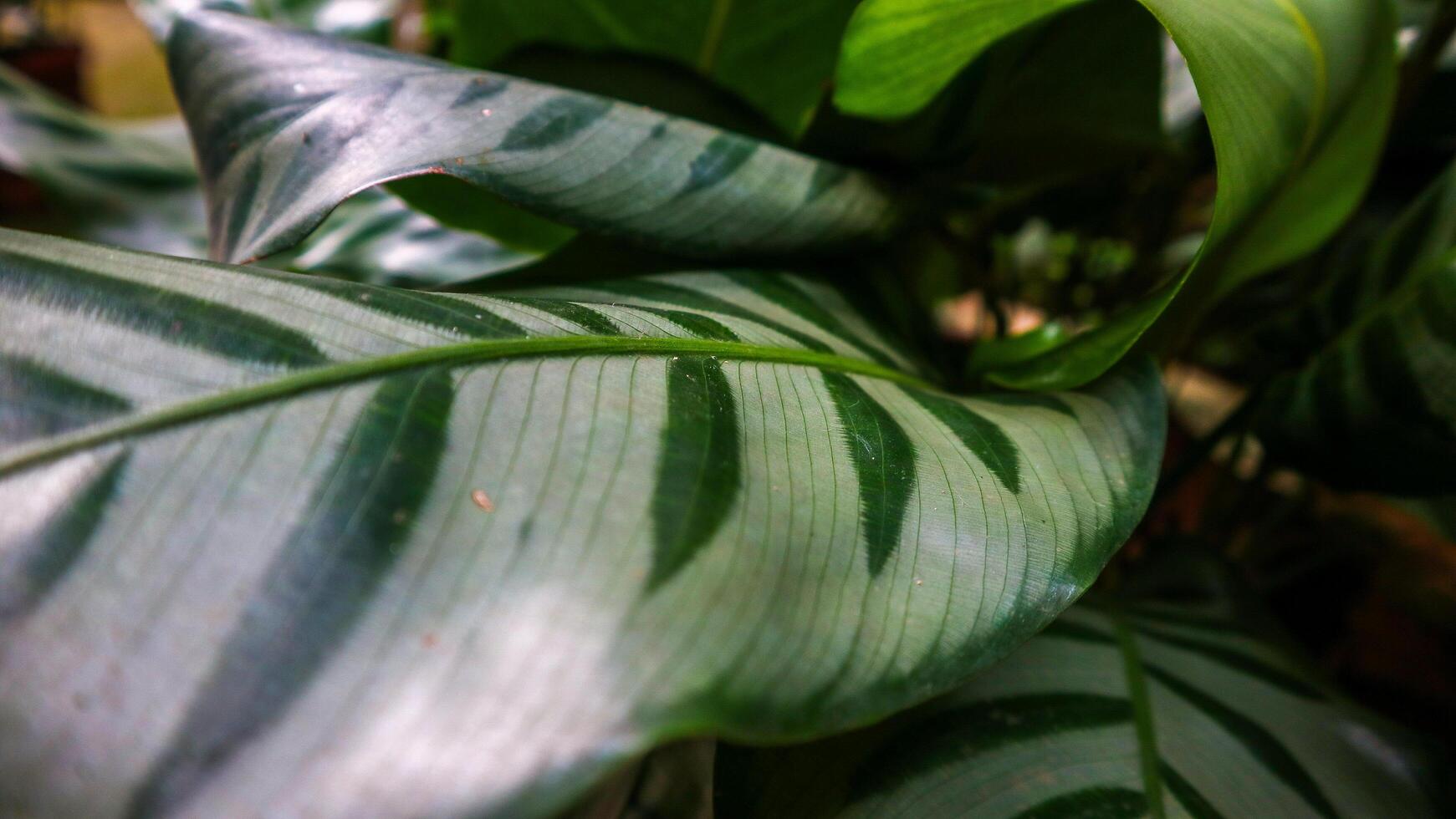 a close up of a plant with green leaves photo