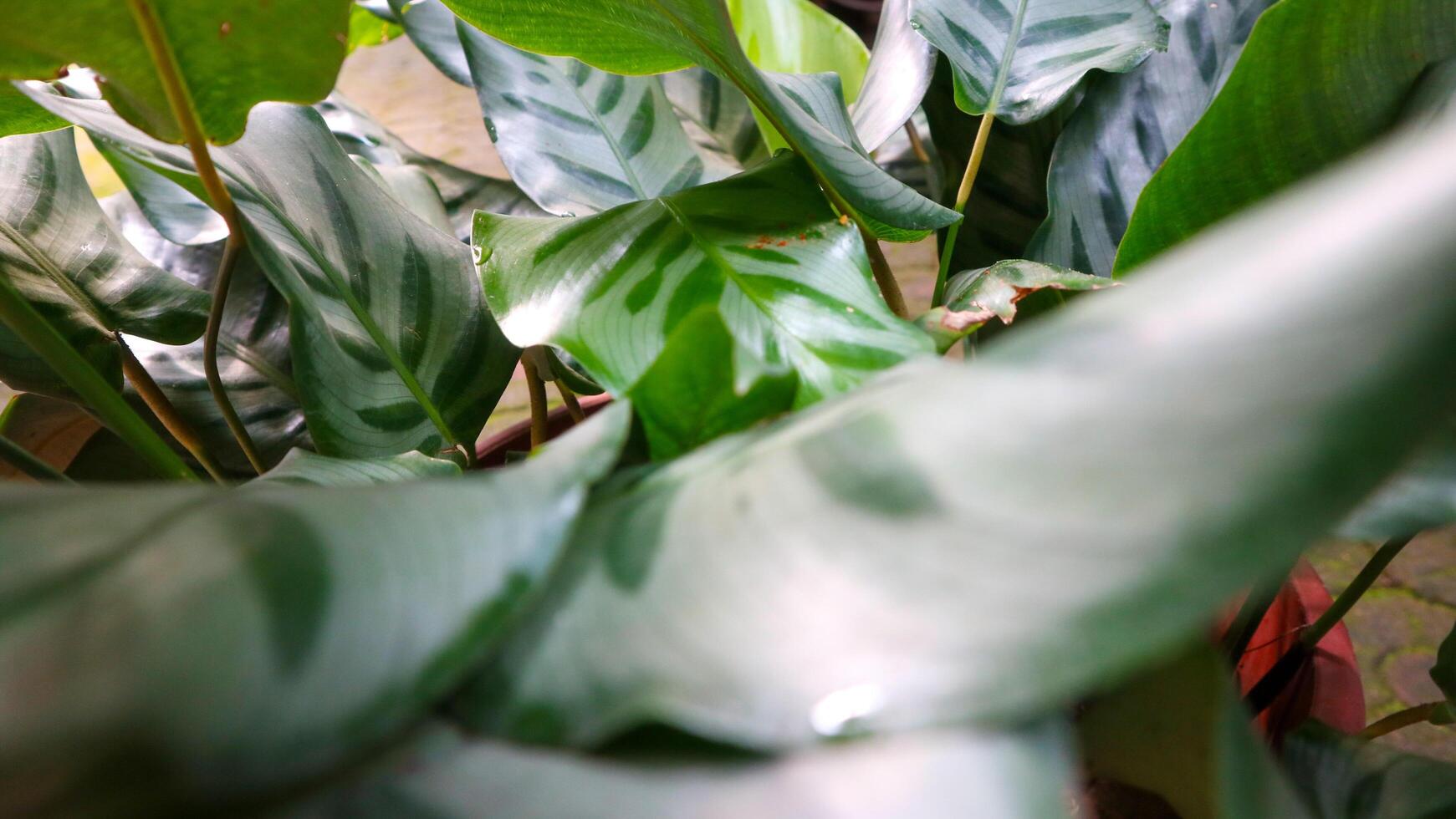 a close up of a plant with green leaves photo