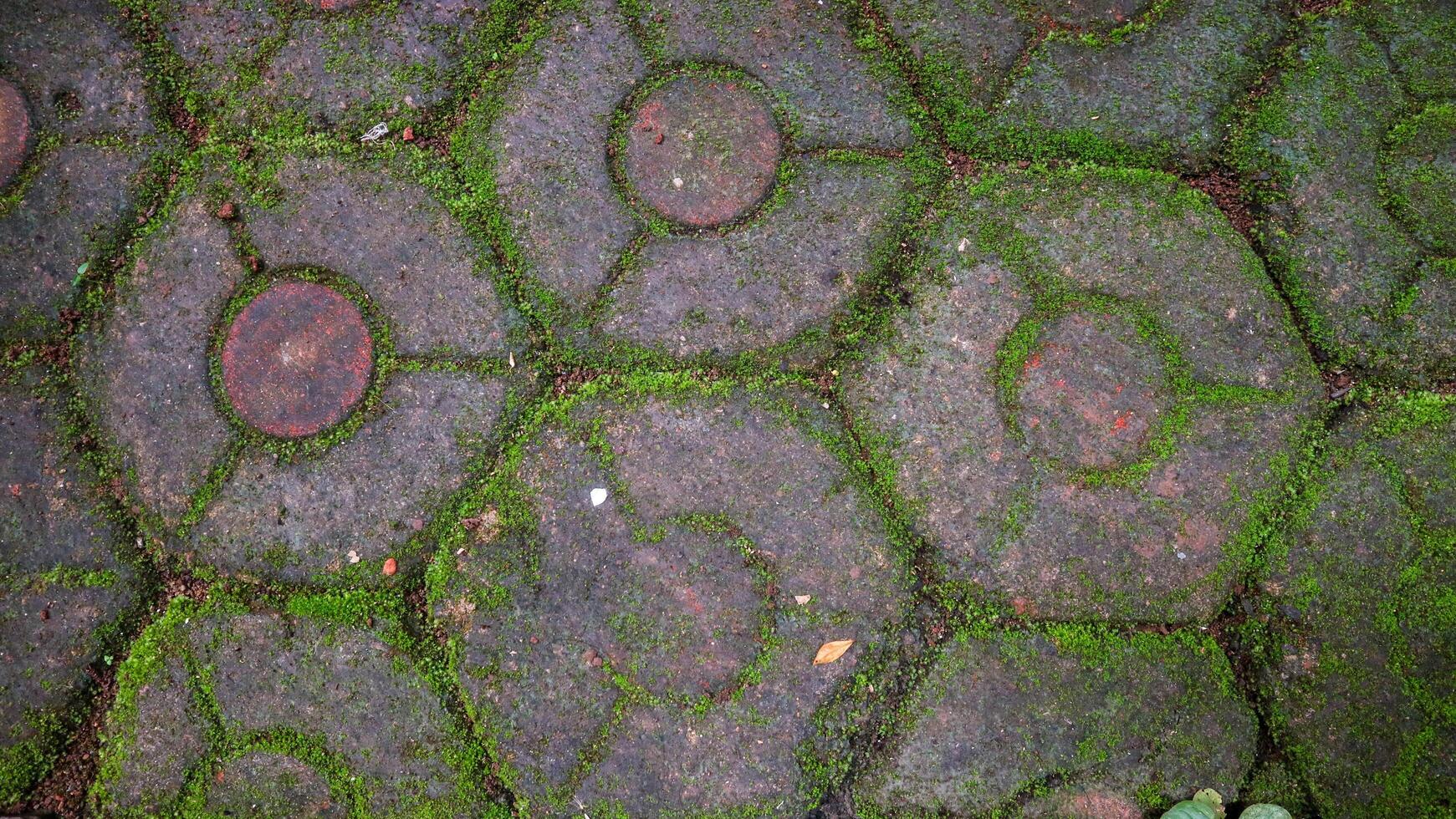 The road is made of neatly arranged hexagonal bricks, surrounded by grass and moss covering it. photo