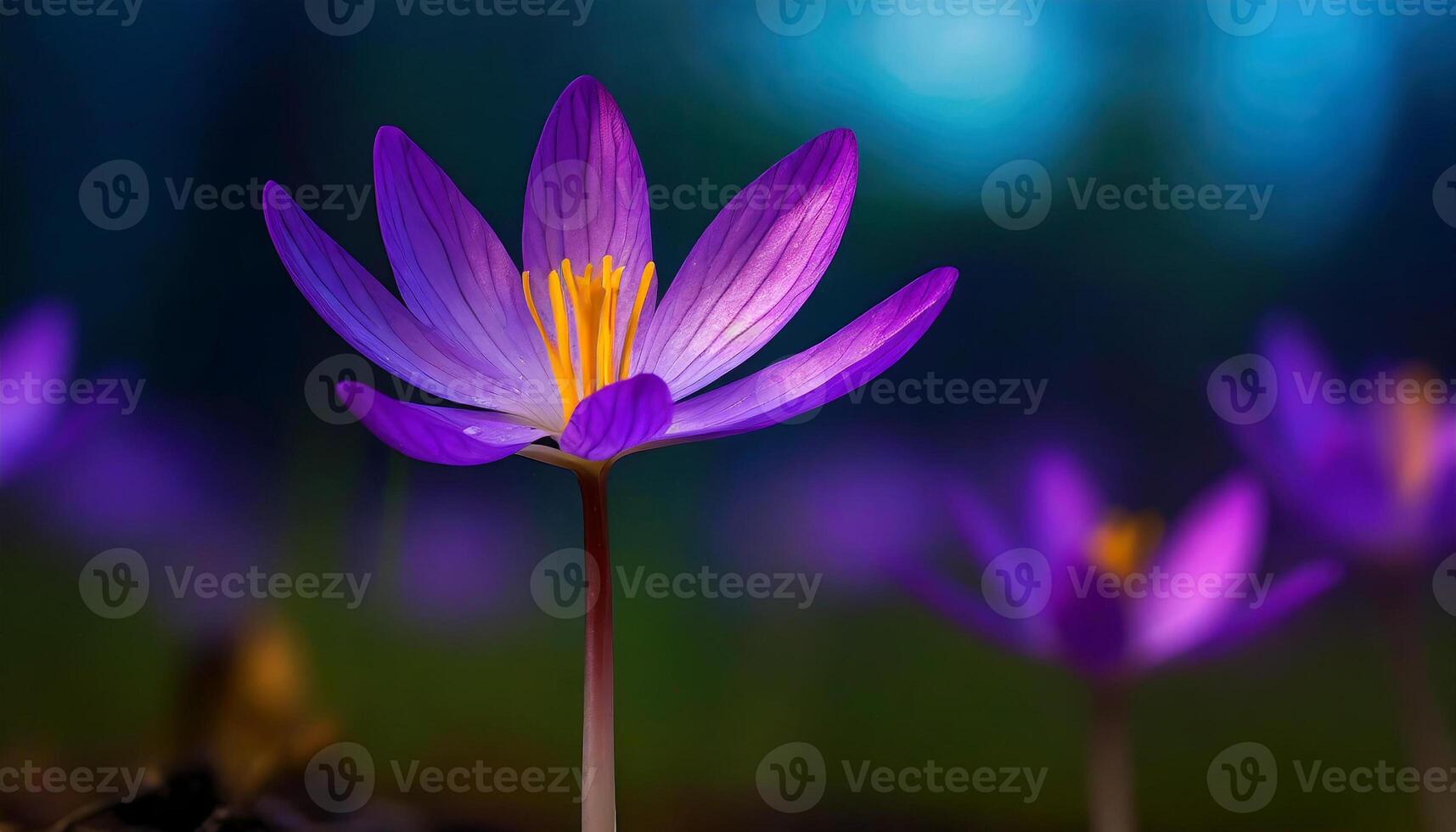 AI generated Stunning and natural background of beautiful blooming purple colchicum autumnale in the field, with a dark blured background photo