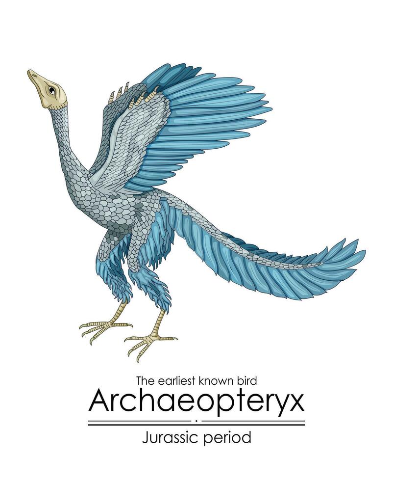 Archaeopteryx, the earliest known bird from the Jurassic period. vector