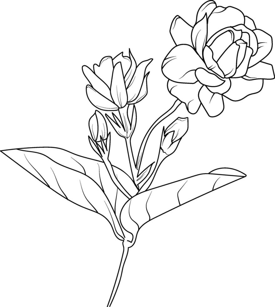 Cute flower coloring pages, jasmine drawing, white jasmine line art coloring page, easy jasmine flower drawing. jasmine flower art, outline jasmine flowers drawing vector