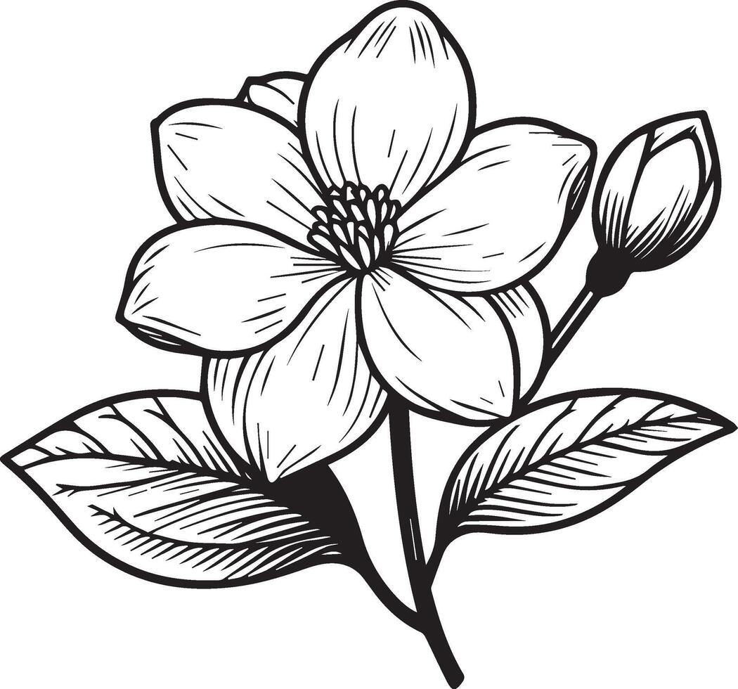 Unique flower coloring pages, Hand-drawn vector illustration of a garden variety of jasmine flowers outline illustration, gerdenia Flowers Wall Decor, jasmine flower art printeble template