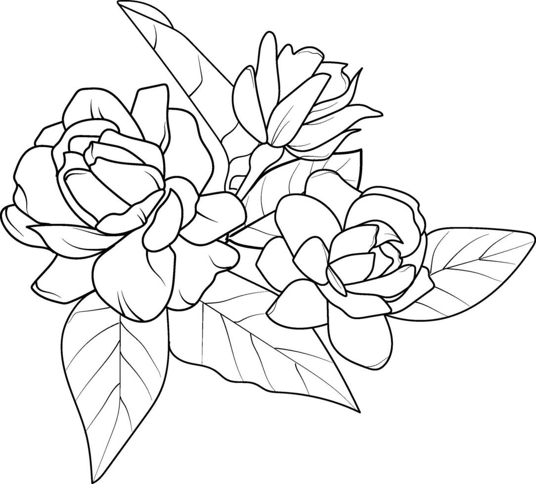 Jasmine flower coloring book, hand drawn botanical spring elements bouquet of jasmine flower line art, coloring page, vector sketch, artistic simplicity doodle art