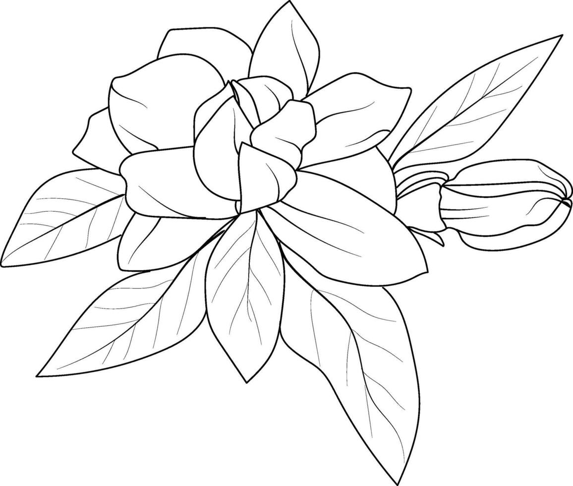Topicial flower jasmine coloring pages, jasmine flower line art, jasmine flower tattoo designs, Realistic flower coloring pages, jasmine flower vector sketch, traditional jasmine flower tattoo