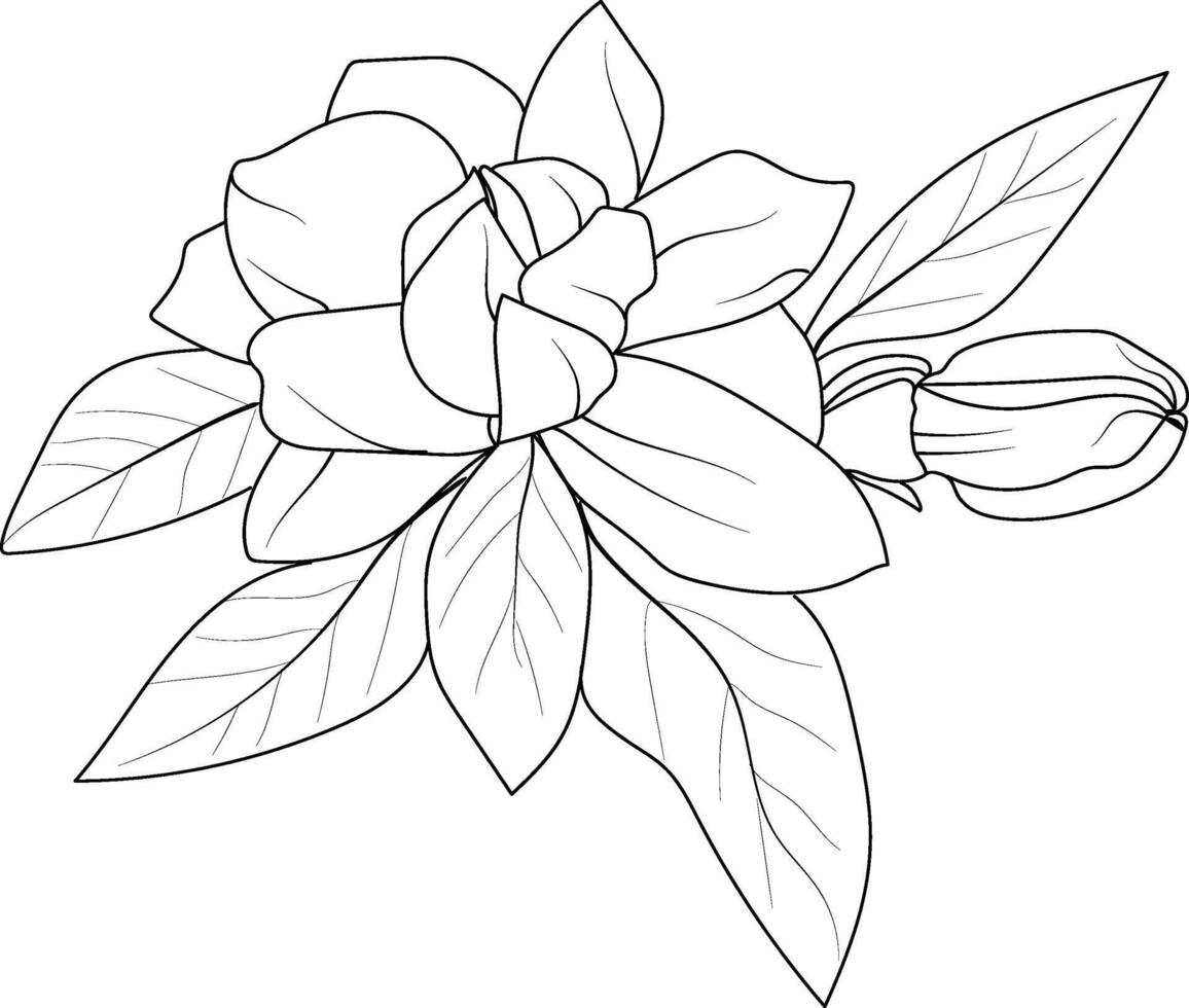 Topicial flower jasmine coloring pages, jasmine flower line art, jasmine flower tattoo designs, Realistic flower coloring pages, jasmine flower vector sketch, traditional jasmine flower tattoo