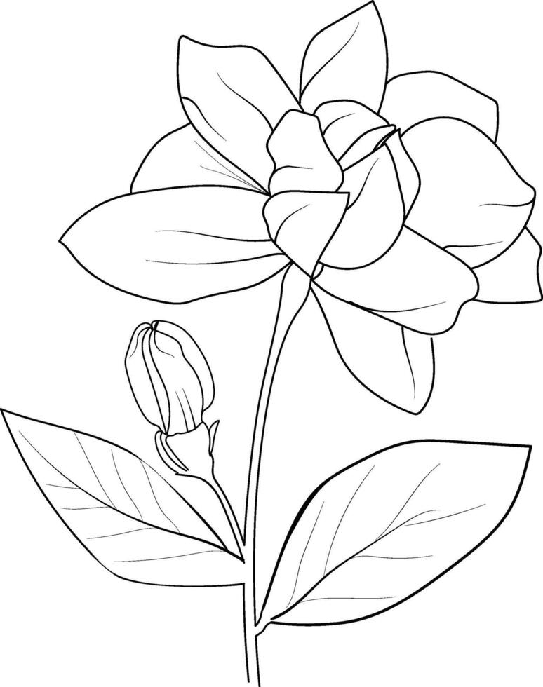 Jasmine flower vector illustration, beautiful flower bouquet, hand-drawn coloring pages and book of artistic, blossom flowers jasmine, engraved ink art, jasmine flower tattoo designs