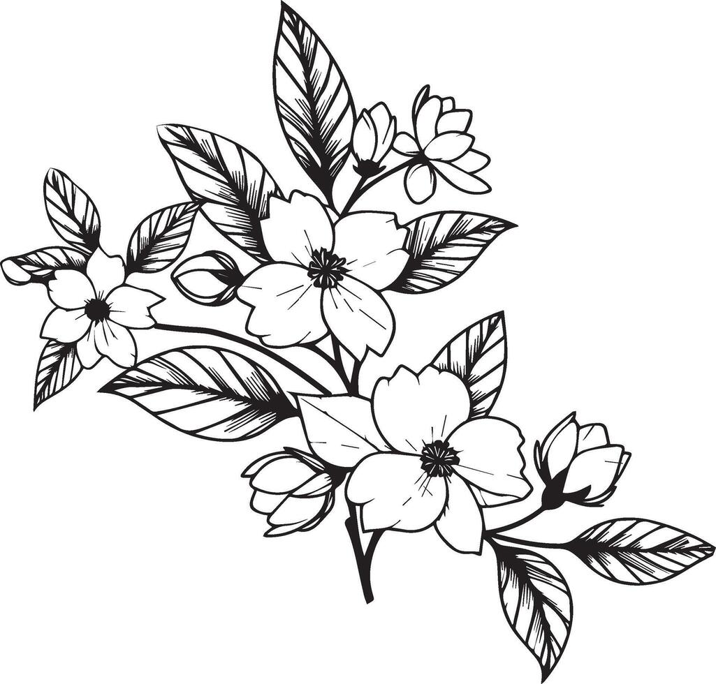 white jasmine flower drawing, realistic jasmine flower drawing, art jasmine flower drawing, line art simple jasmine flower drawing, realistic jasmine flower pencil drawing vector