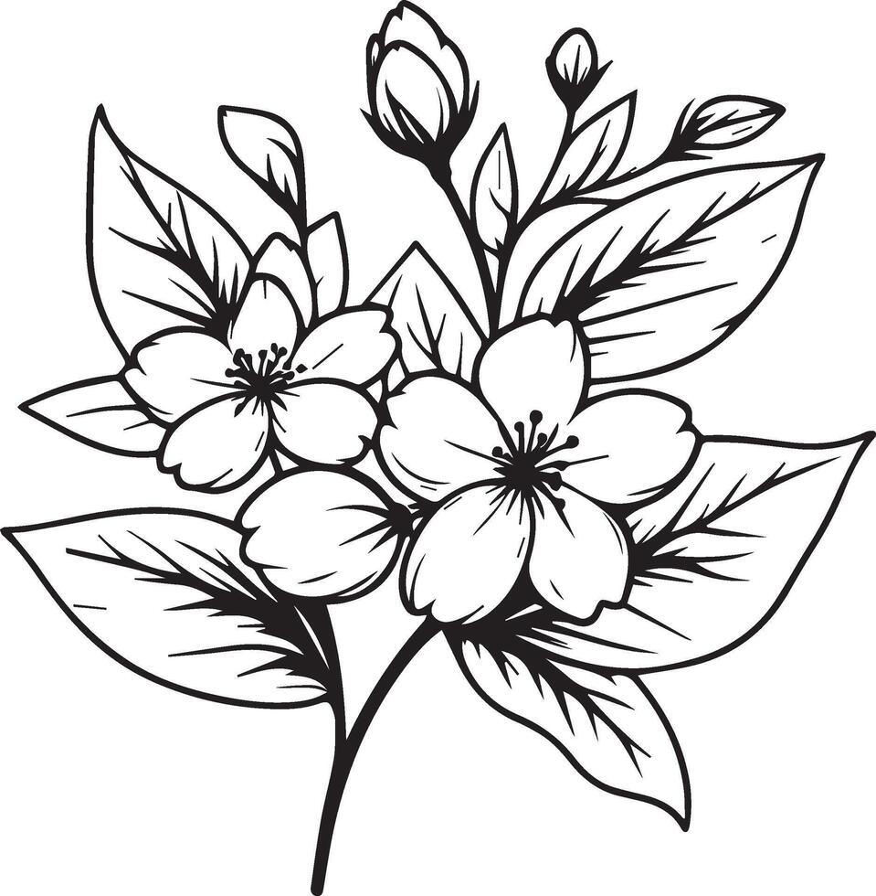 Flowers coloring pages, and book, Vector sketch of jasmine flowers, Hand drawn jasmine flowers, botanical leaf bud illustration engraved ink art style. jasmine flower sketch