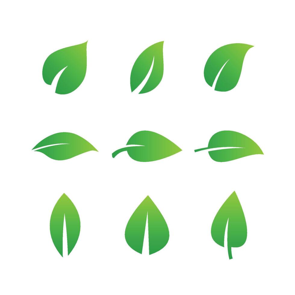 Leaves icon vector set. Various shapes of green leaves of trees and plants. Green leaf icons set.