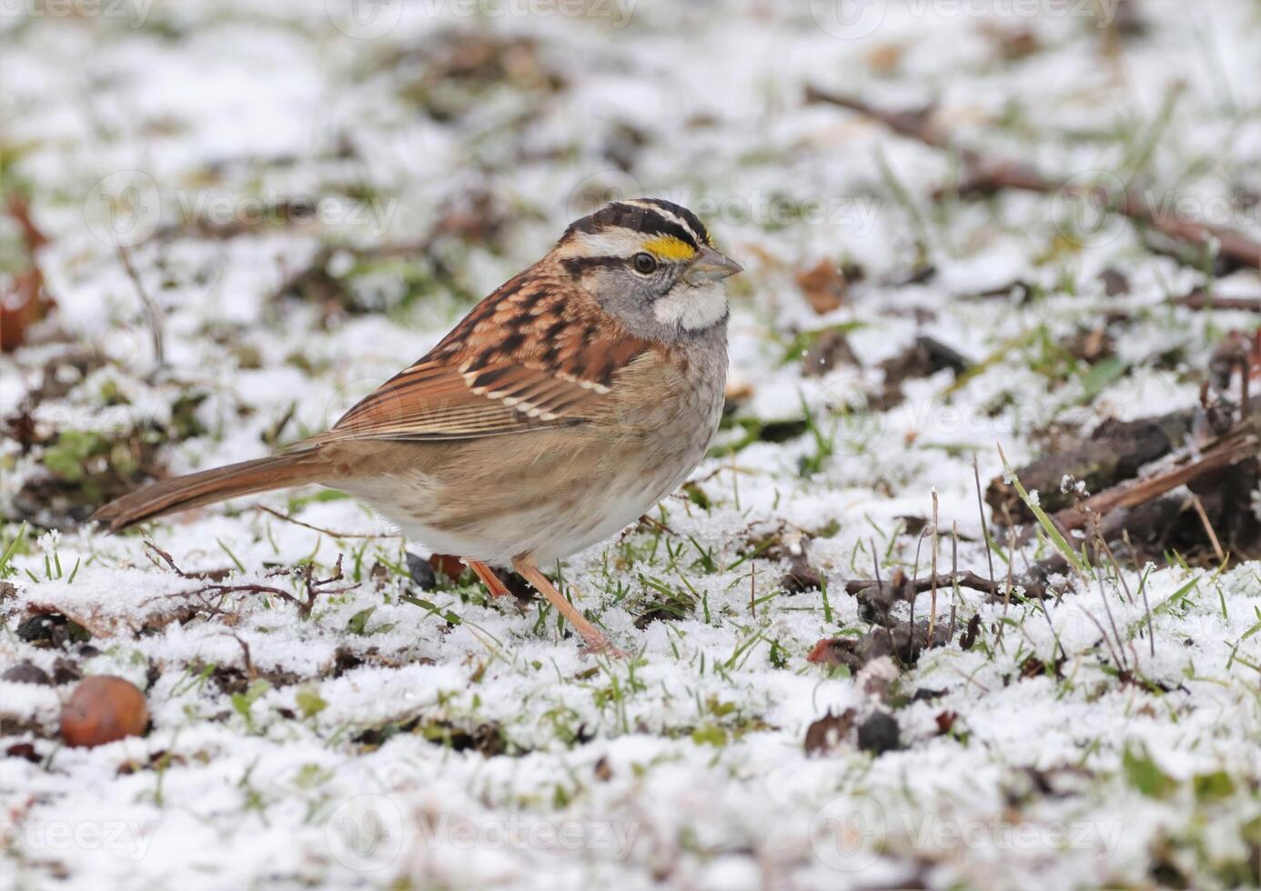 White Throated Sparrow in the Snow photo