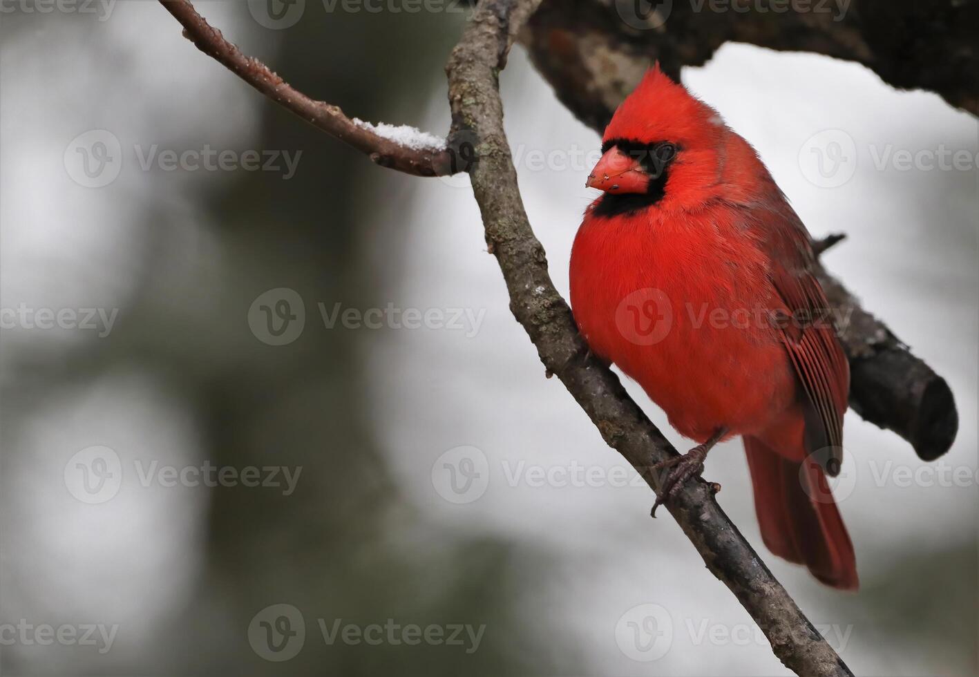 Male Northern Cardinal Sitting Proud on Tree Branch photo