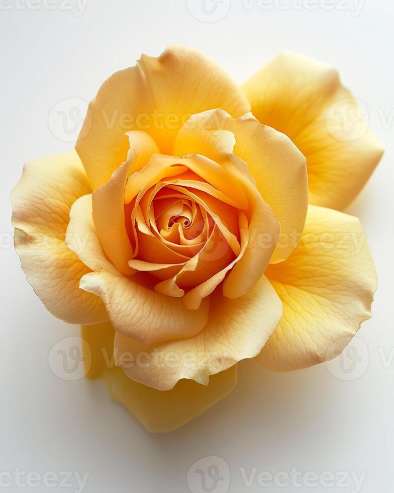 AI generated Beautiful yellow rose on white background, closeup. photo