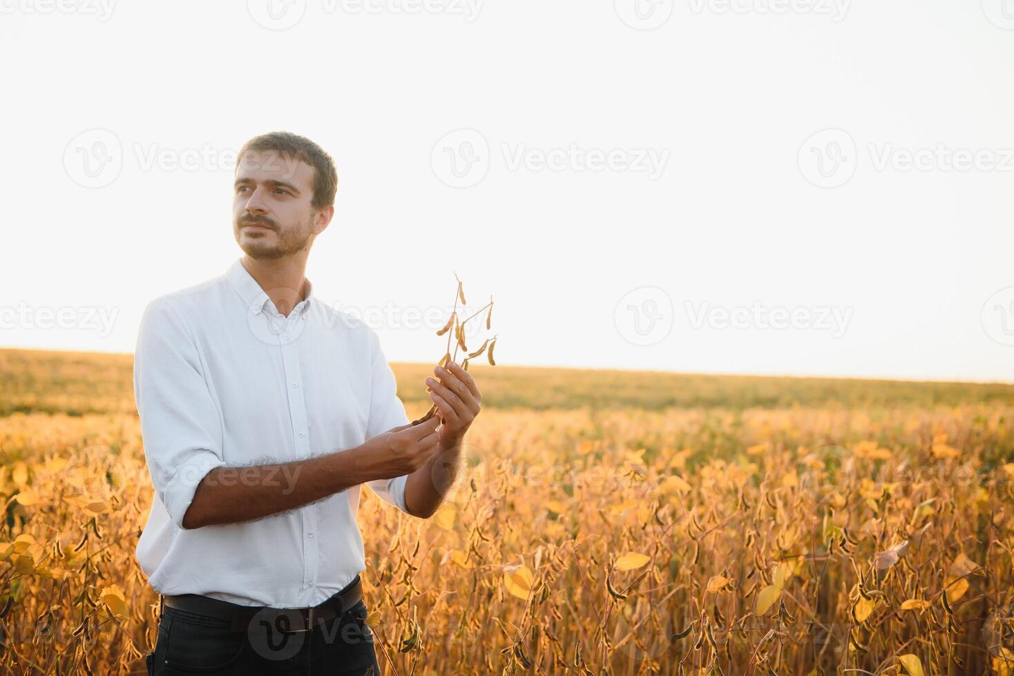 Agronomist inspects soybean crop in agricultural field - Agro concept - farmer in soybean plantation on farm. photo