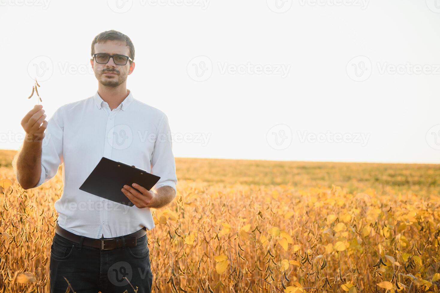 Agronomist inspects soybean crop in agricultural field - Agro concept - farmer in soybean plantation on farm. photo