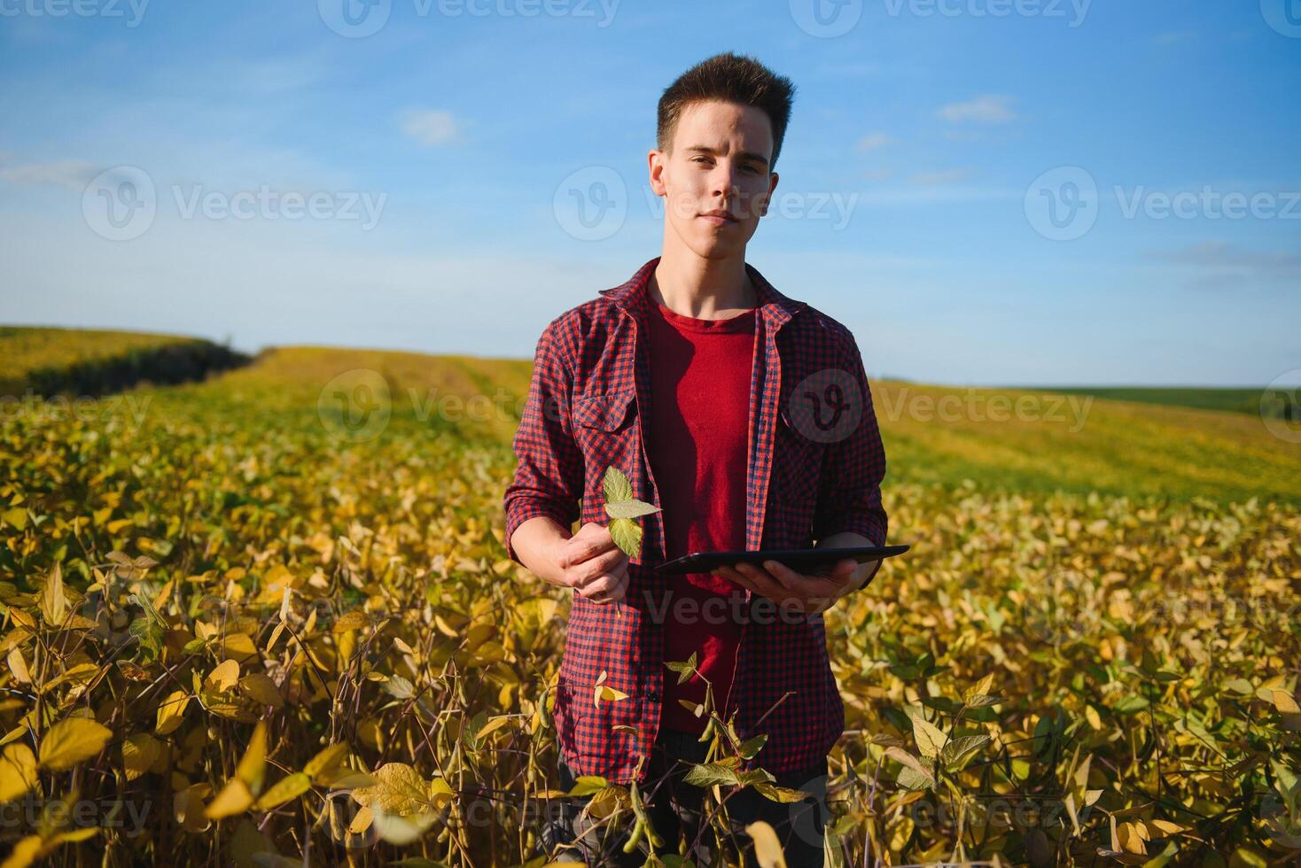 Agronomist inspecting soya bean crops growing in the farm field. Agriculture production concept. young agronomist examines soybean crop on field in summer. Farmer on soybean field photo