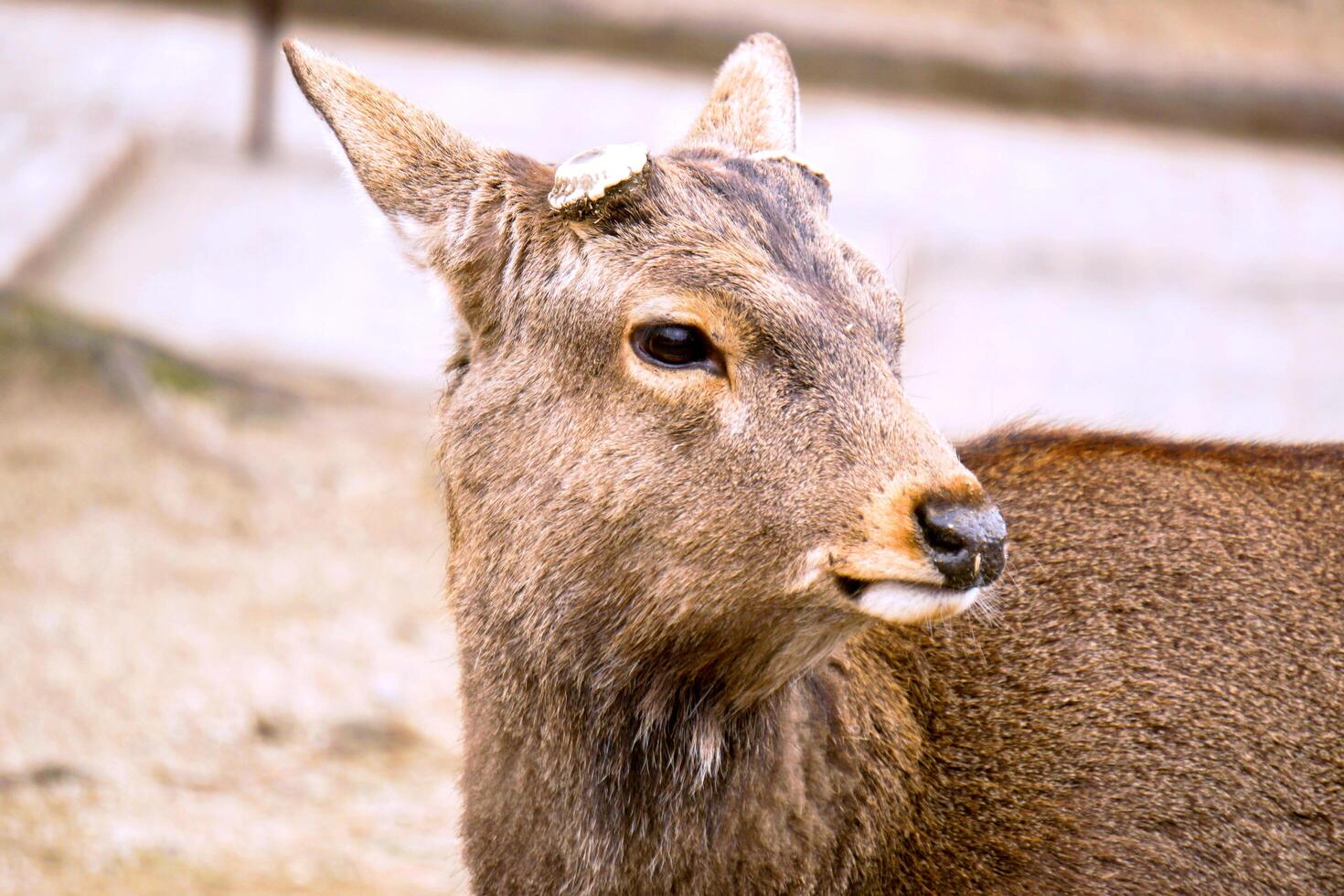 Closeup hart young deer without antler in Nara park area, Nara prefecture, Japan. photo