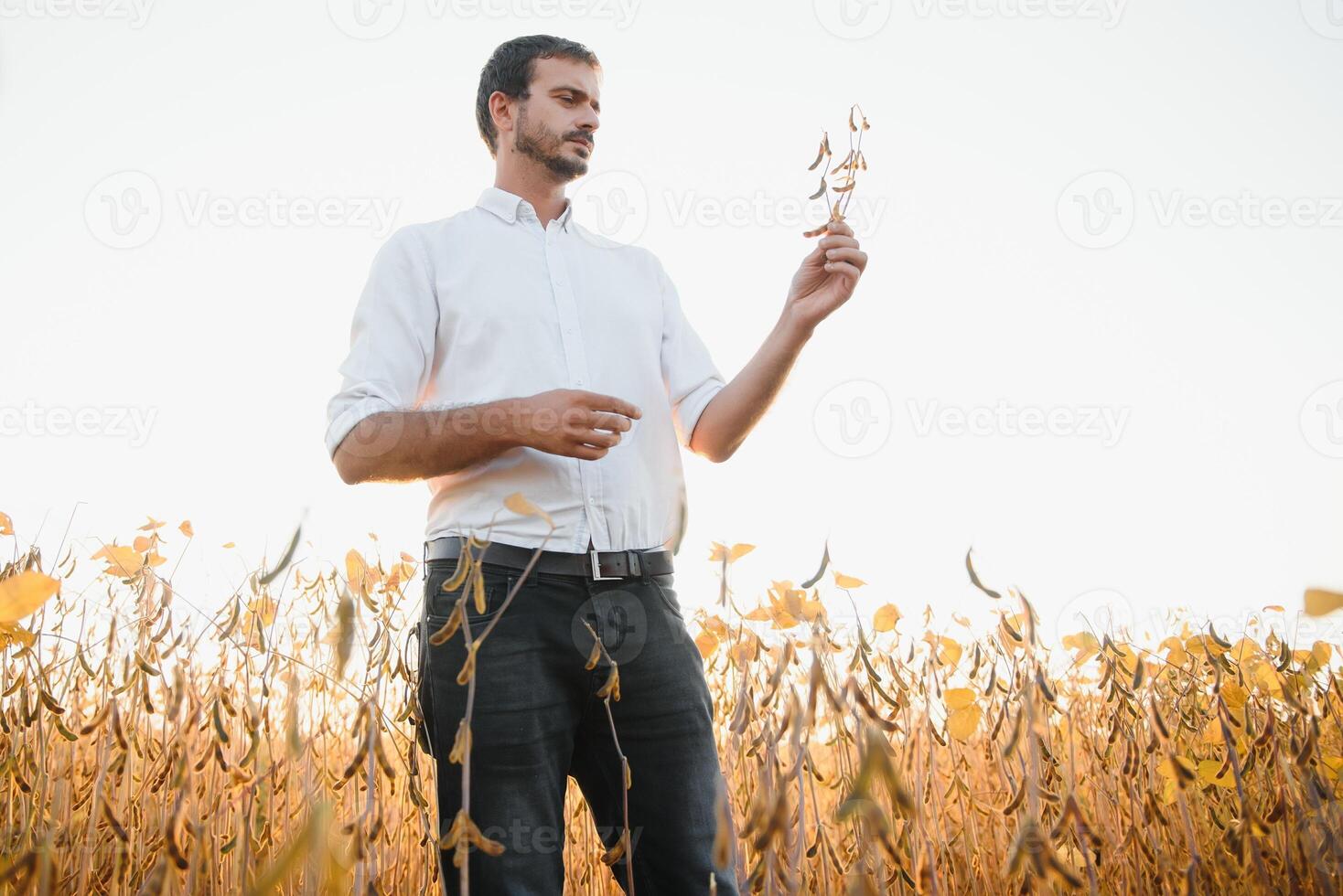 granjero agrónomo en haba de soja campo comprobación cultivos antes de cosecha. orgánico comida producción y cultivo. foto