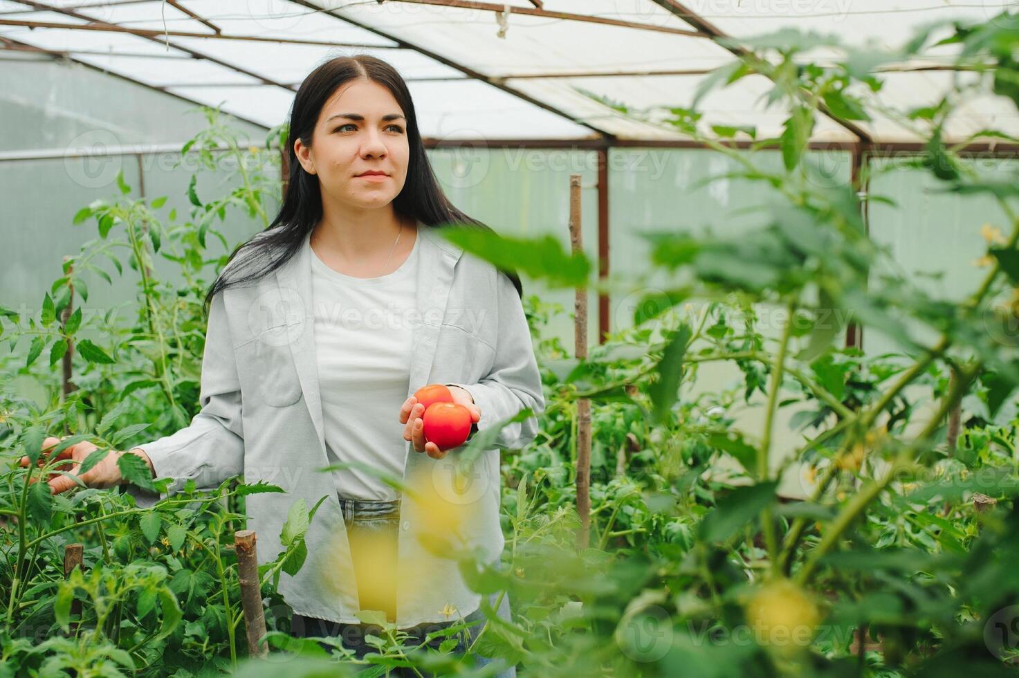 Young woman in takes care of Fresh vegetable Organic in wood style basket prepare serving harvest by a cute pretty girl in hydroponic farm, greenhouse photo