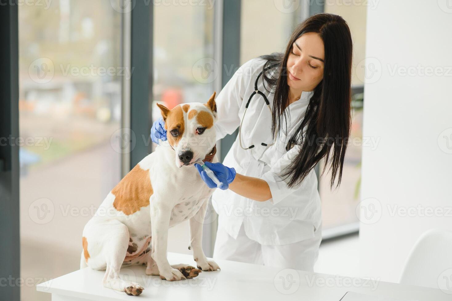 Young female veterinary taking care of a beautiful labrador dog. photo