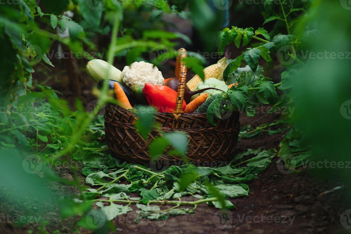 Fresh autumn vegetables in a greenhouse photo