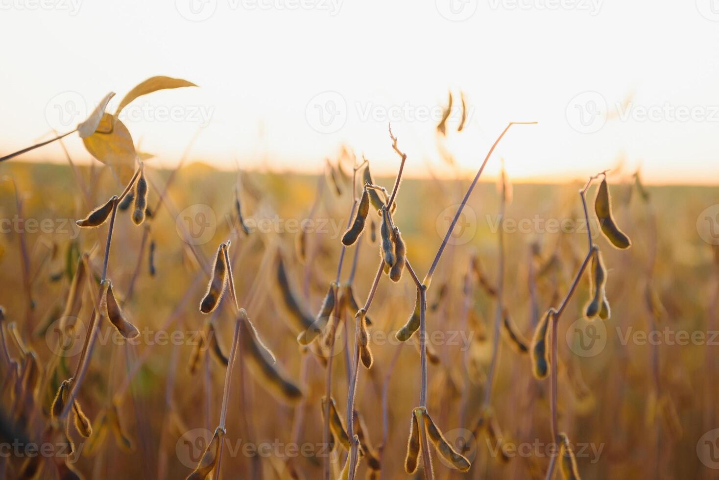 Soybean field ready for being harvested photo