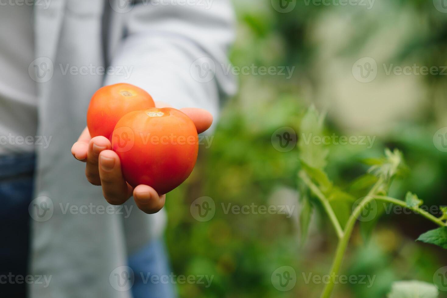 Farmers hands with freshly harvested tomatoes. Freshly harvested tomatoes in hands. Young girl hand holding organic green natural healthy food. Woman hands holding tomatoes. photo