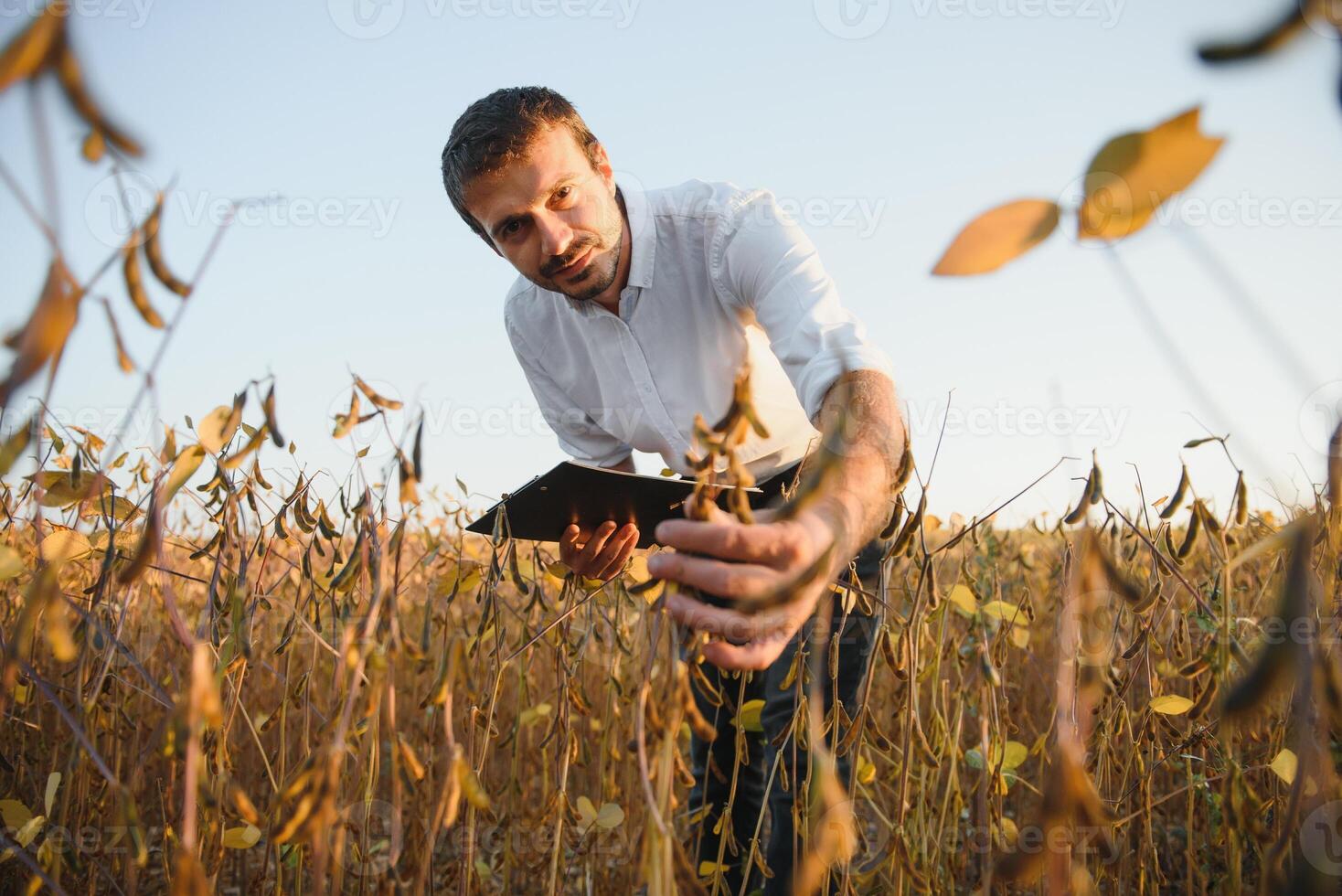 granjero agrónomo en haba de soja campo comprobación cultivos antes de cosecha. orgánico comida producción y cultivo. foto