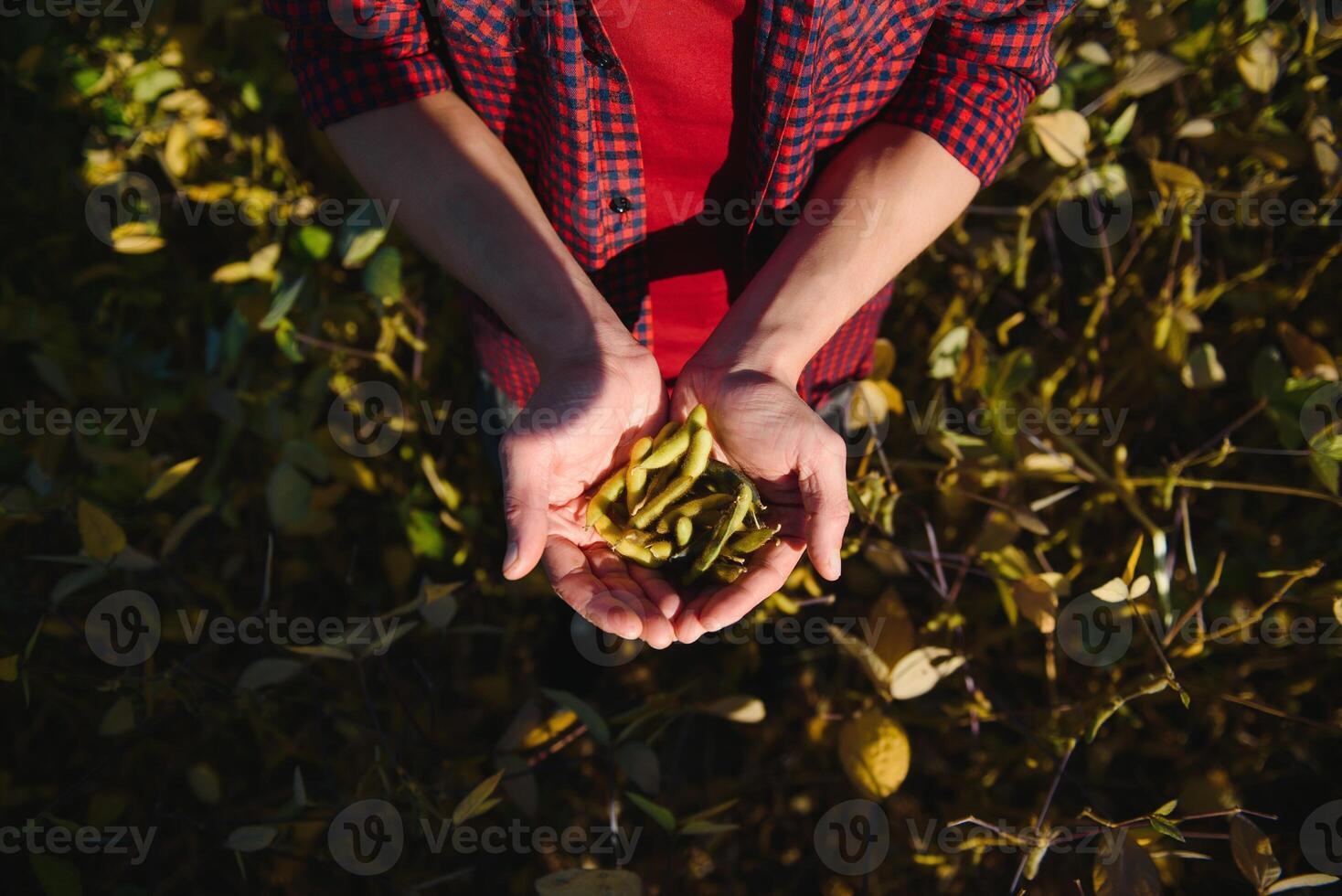 man holding of soybeans in his hands. photo