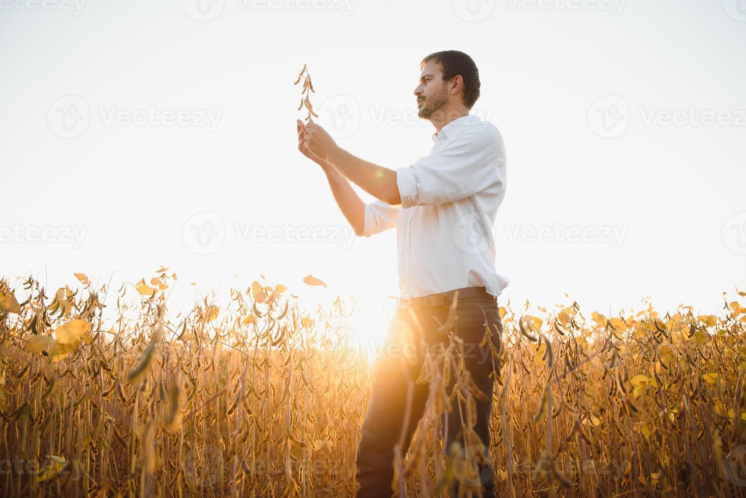 Agronomist inspects soybean crop in agricultural field - Agro concept - farmer in soybean plantation on farm. photo