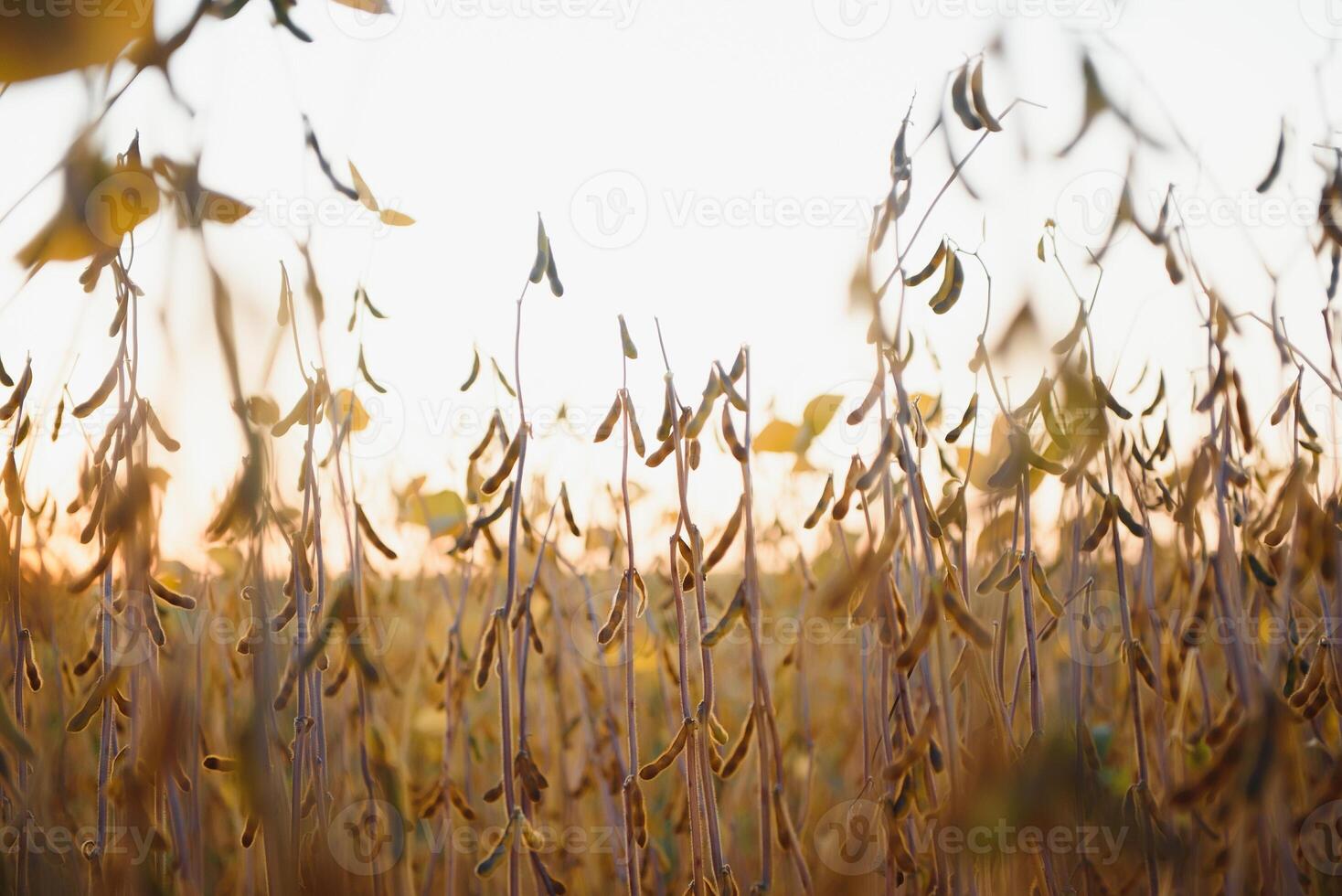 Mature soybean pods, back-lit by evening sun. Soy agriculture photo