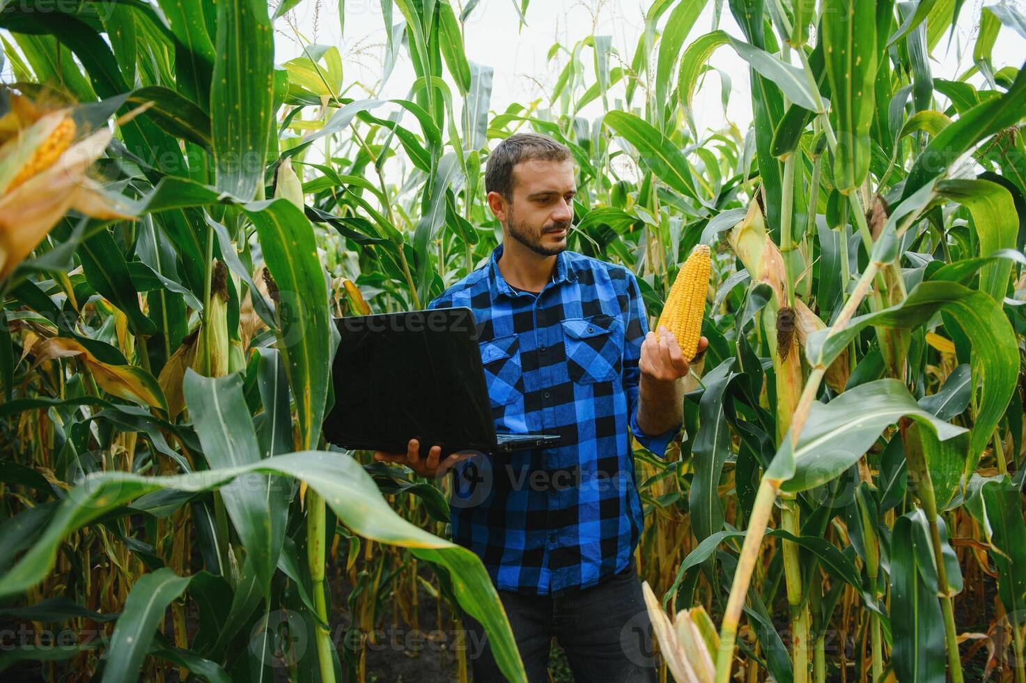 granjero en el campo comprobación maíz plantas durante un soleado verano día, agricultura y comida producción concepto foto