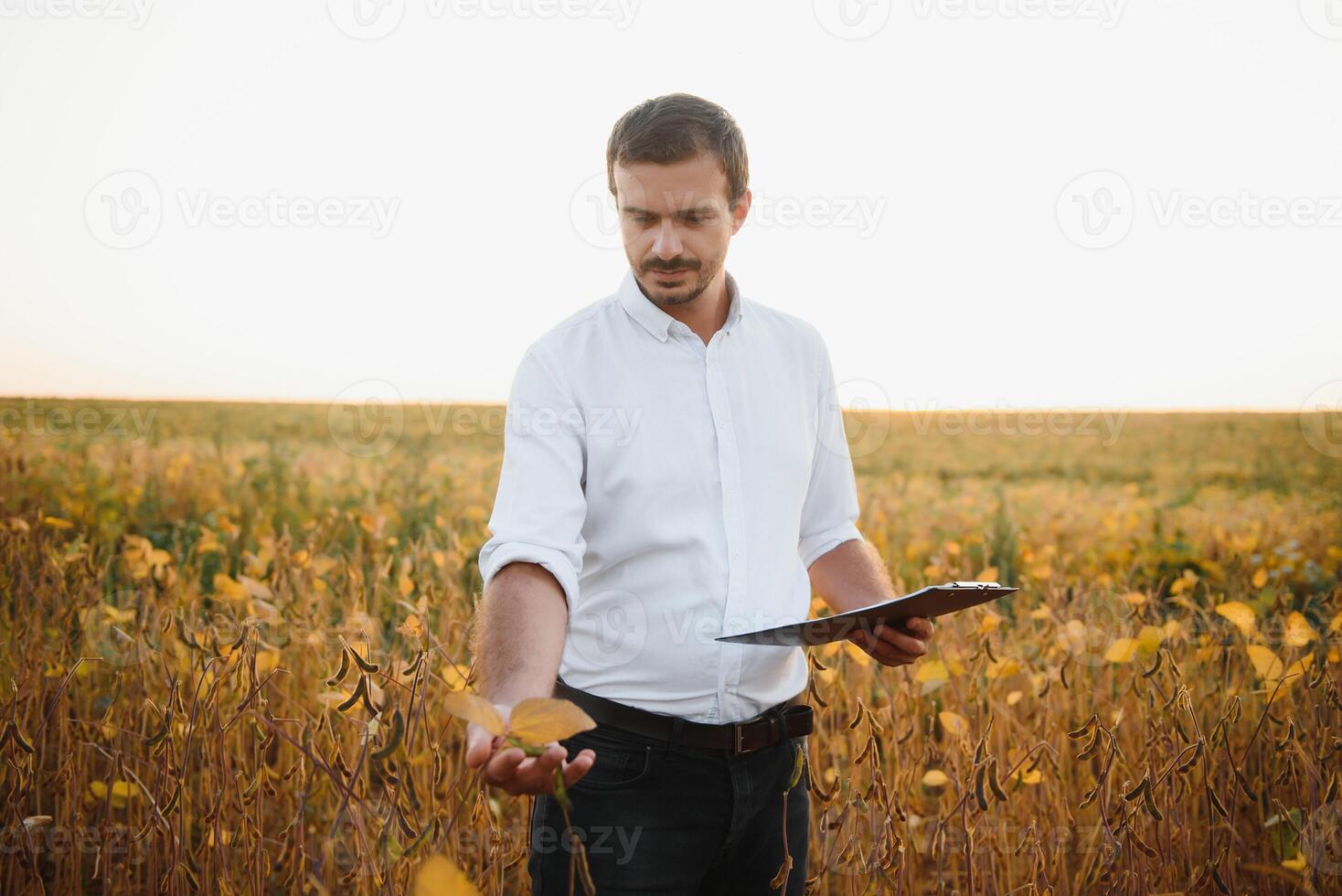 Agronomist inspects soybean crop in agricultural field - Agro concept - farmer in soybean plantation on farm. photo