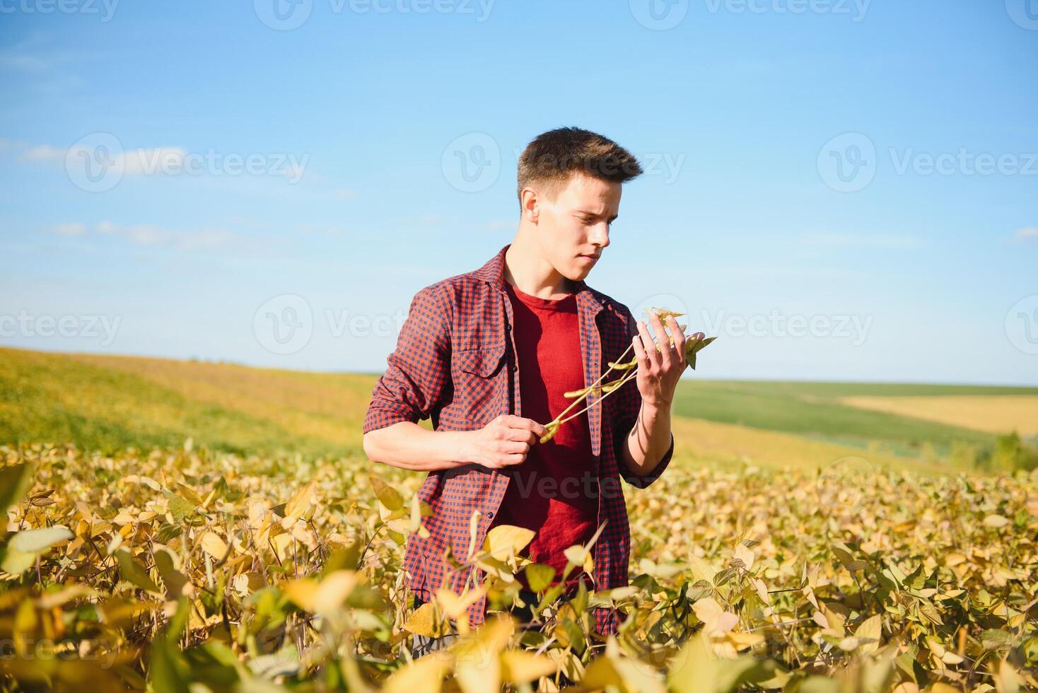 Young farmer in soybean fields photo