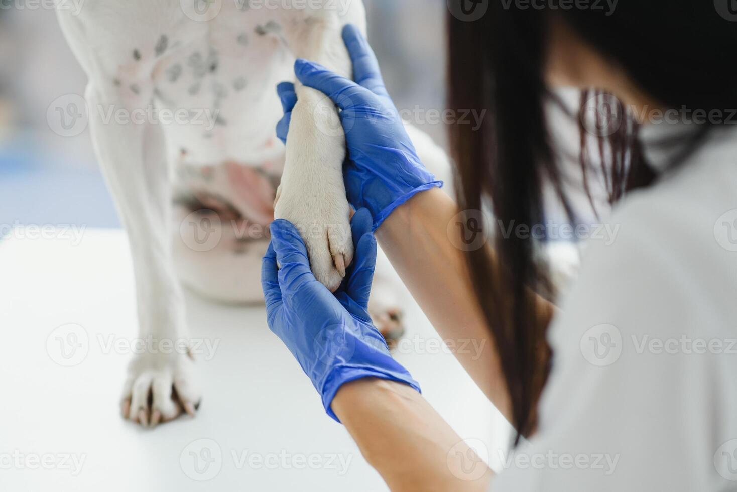 The veterinarian's hands check the paw of a dog. Close-up paws dog. photo
