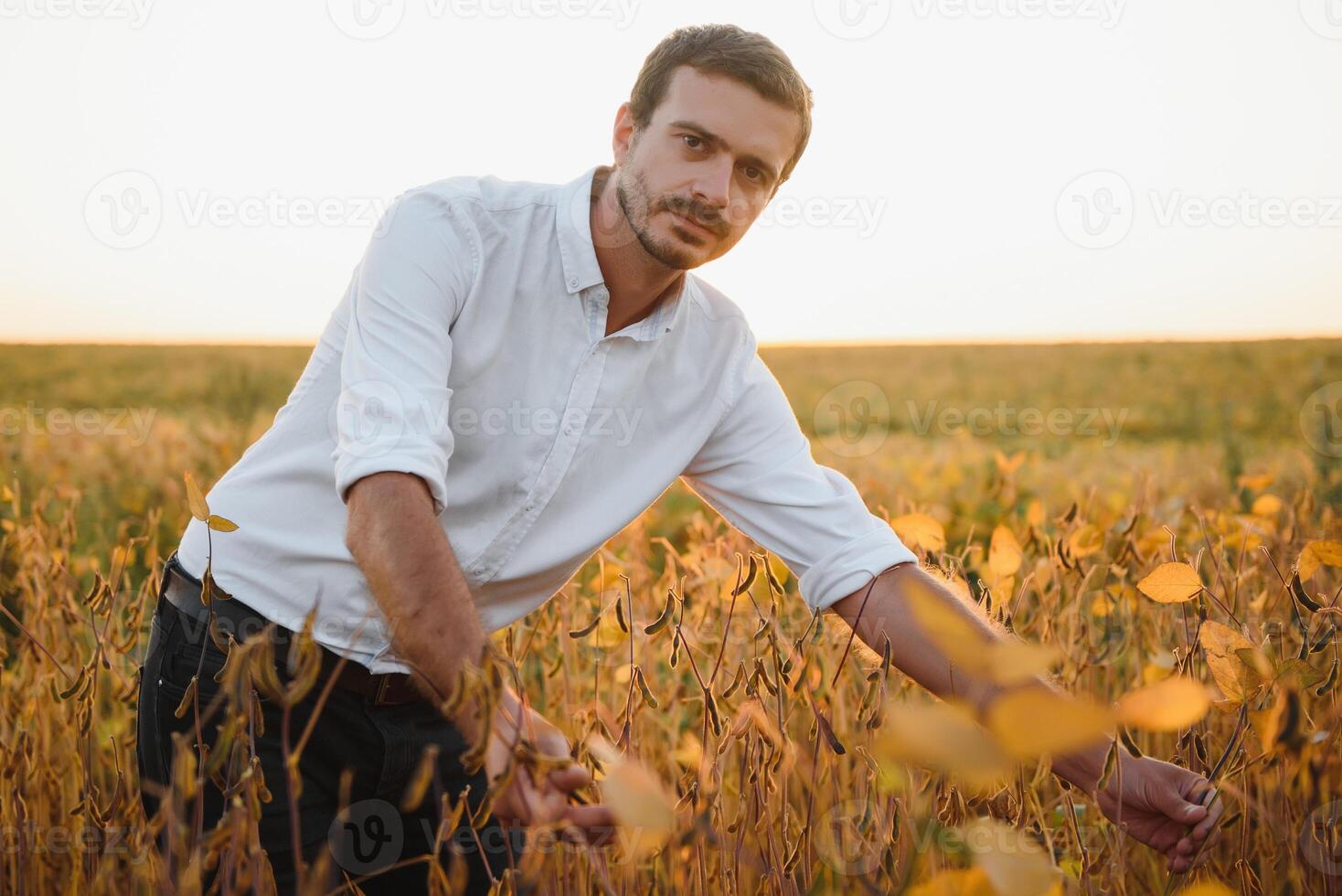 Agronomist inspecting soya bean crops growing in the farm field. Agriculture production concept. young agronomist examines soybean crop on field in summer. Farmer on soybean field photo