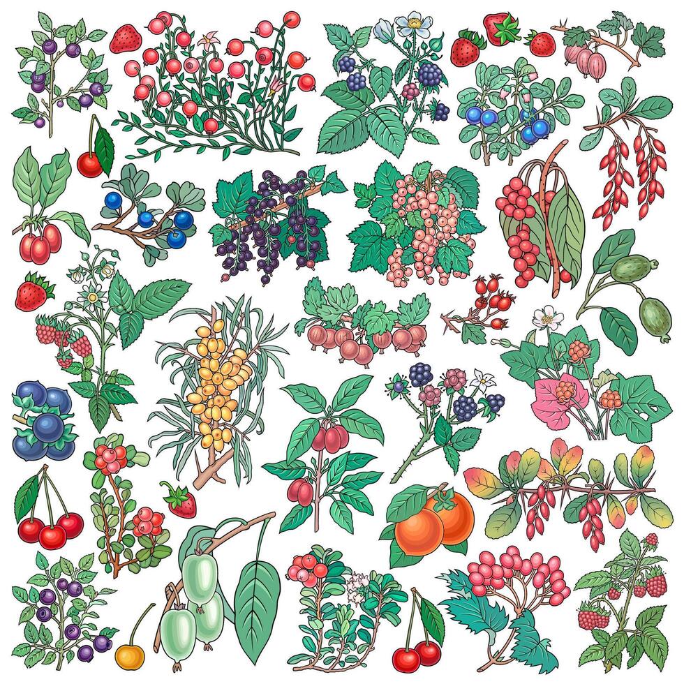 Berries, fruits hand drawn vector doodles illustration. Nature and food elements and objects cartoon set