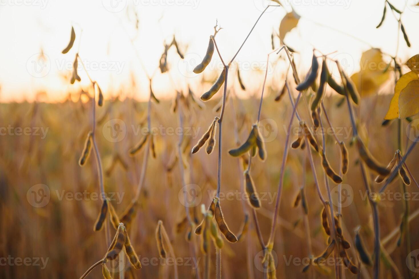 Field of Soybeans close to Harvest photo