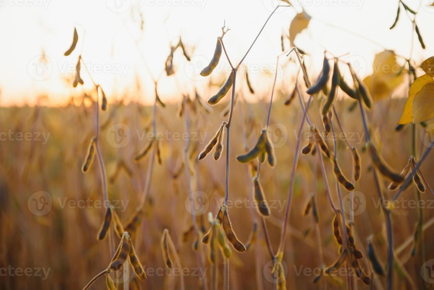 Field of Soybeans close to Harvest photo