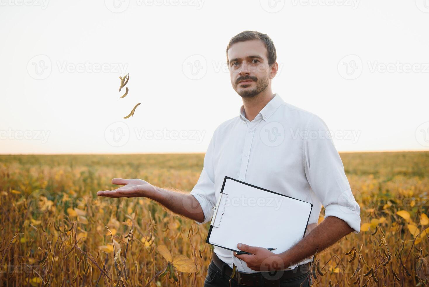 Agronomist inspecting soya bean crops growing in the farm field. Agriculture production concept. young agronomist examines soybean crop on field in summer. Farmer on soybean field photo