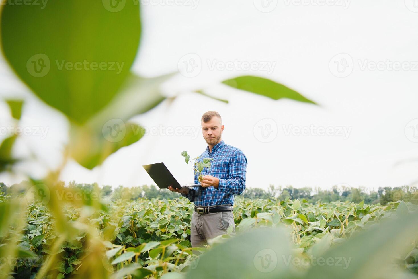 Farmer or agronomist examining green soybean plant in field photo
