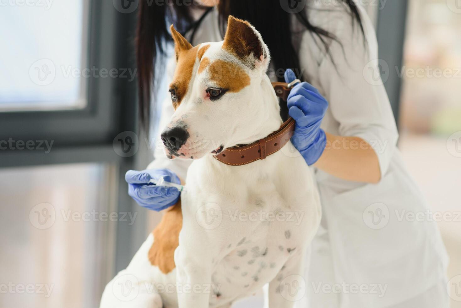 linda joven perro en veterinario manos. foto