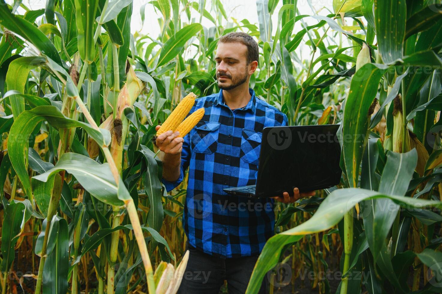 granjero en el campo comprobación maíz plantas durante un soleado verano día, agricultura y comida producción concepto foto