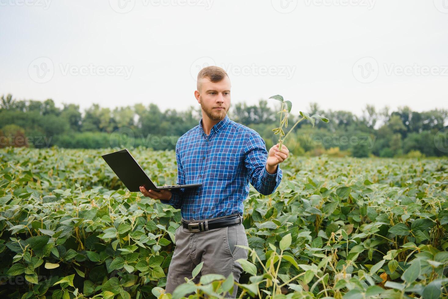 Agronomist inspecting soya bean crops growing in the farm field. Agriculture production concept. young agronomist examines soybean crop on field in summer. Farmer on soybean field photo