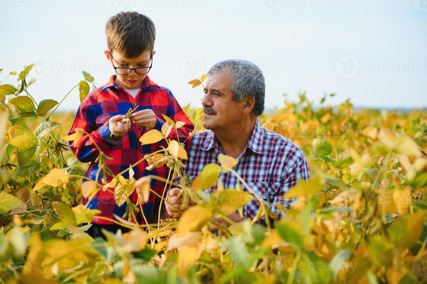 familia agricultura. agricultores abuelo con pequeño nieto en haba de soja campo. el abuelo enseña el nieto familia negocio. foto