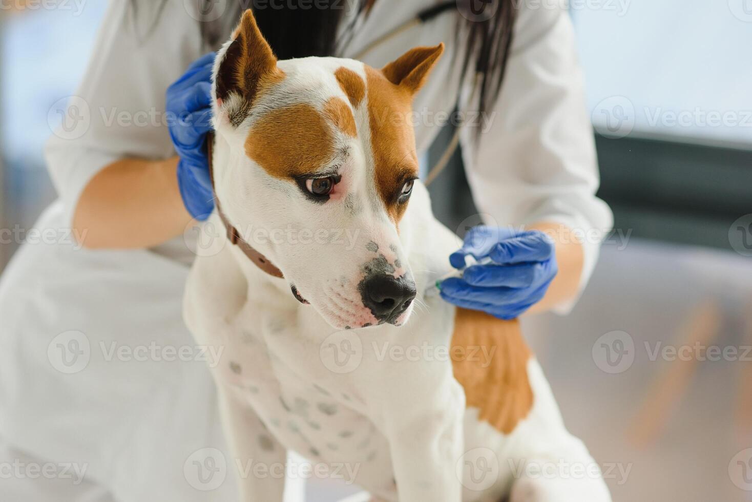 Cute young dog in veterinarian hands. photo