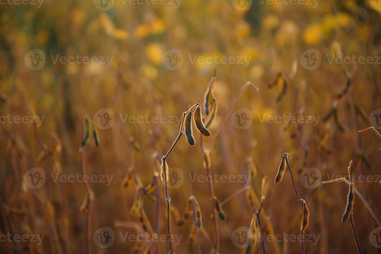 Soybean field ready for being harvested photo