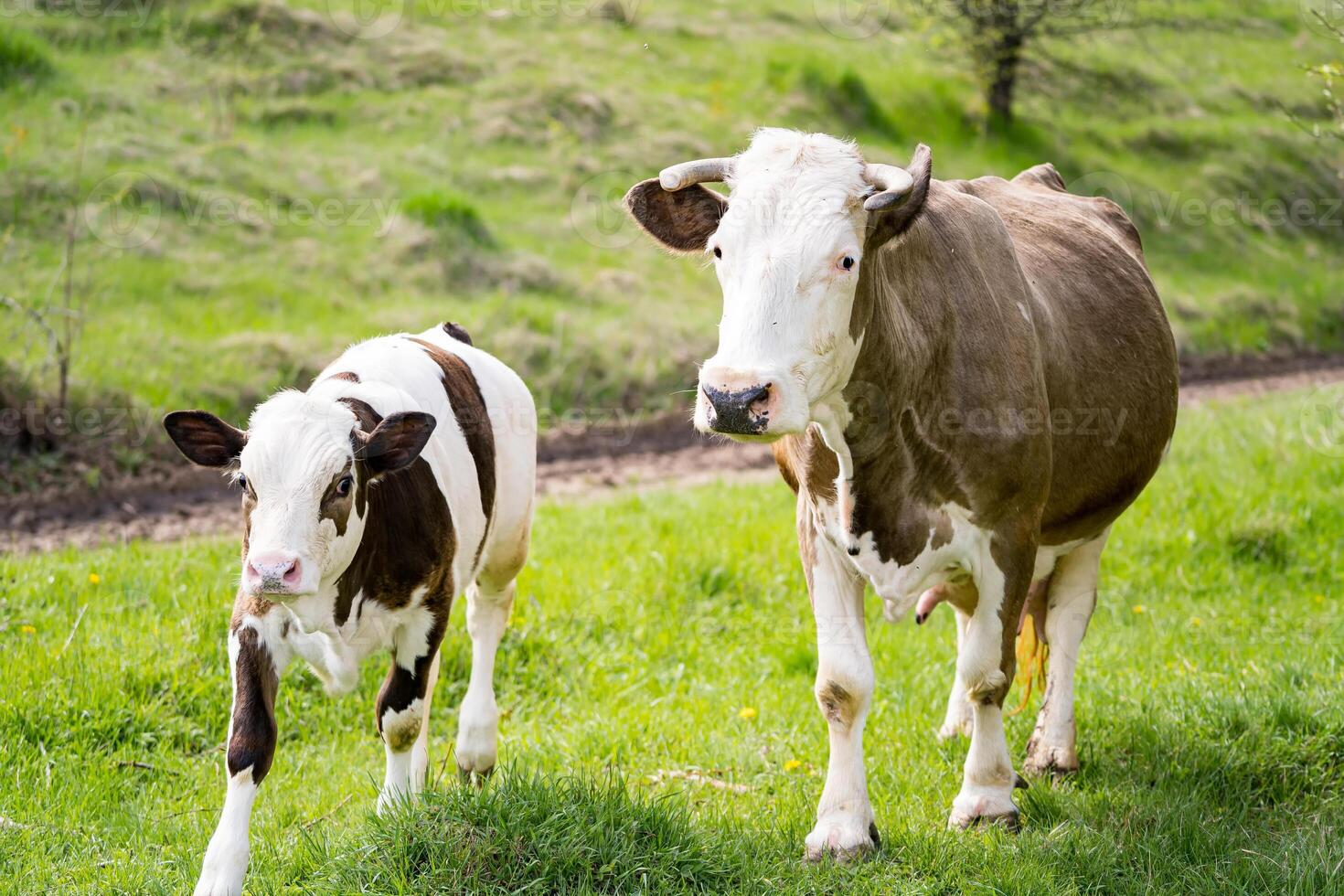 Cow with baby farming on the meadow. Cute calf pasturing on the landscapes. photo