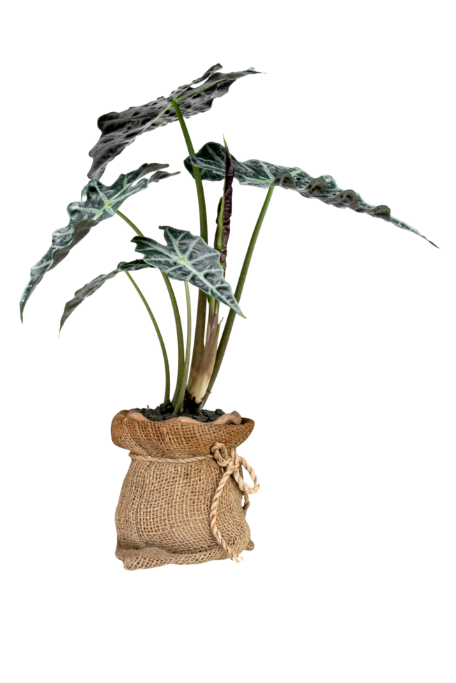 green palm leaves pattern of Alocasia sanderiana Bull with pot for nature concept ,tropical leaf isolated png