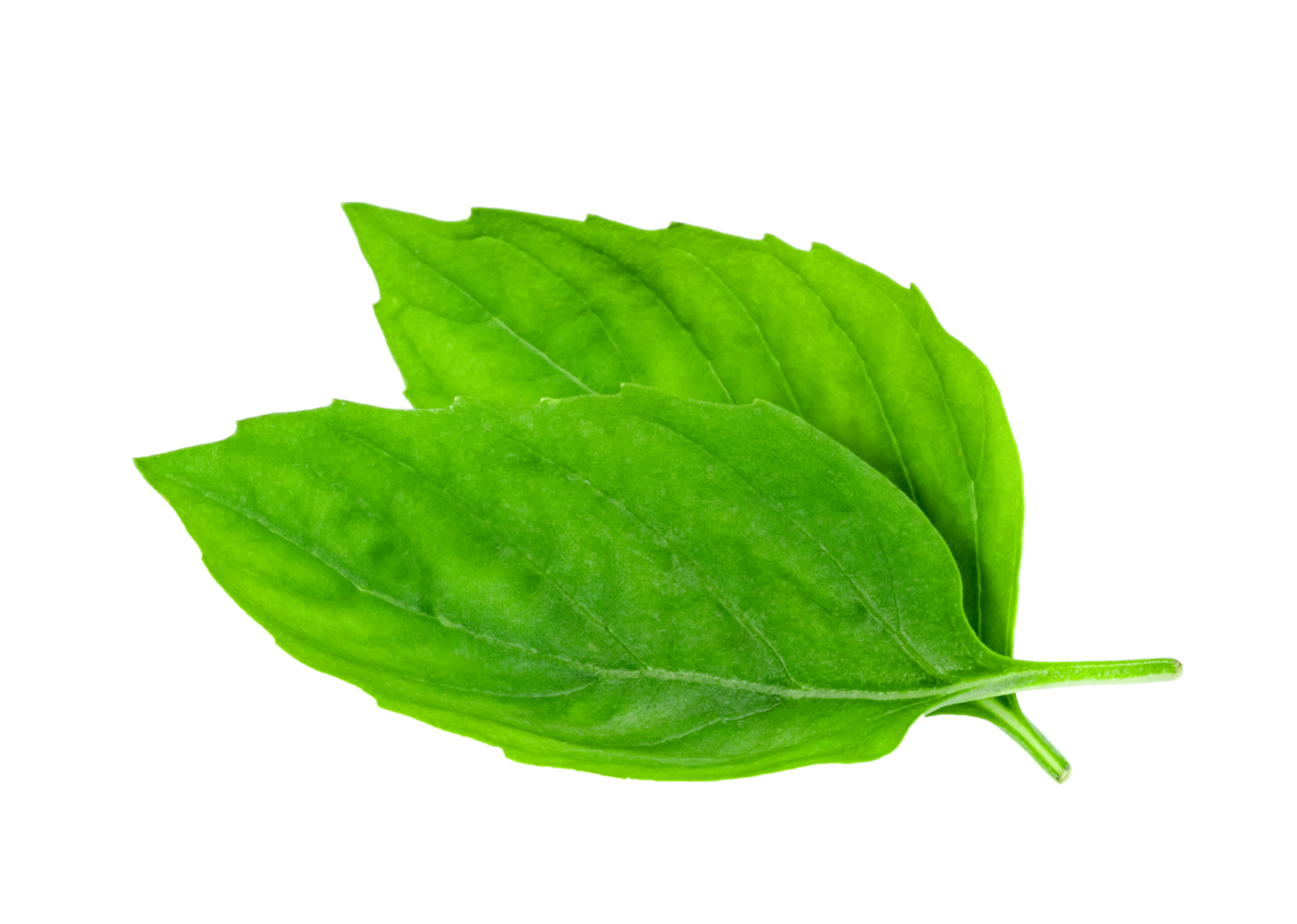 leaf  fresh basil isolated png